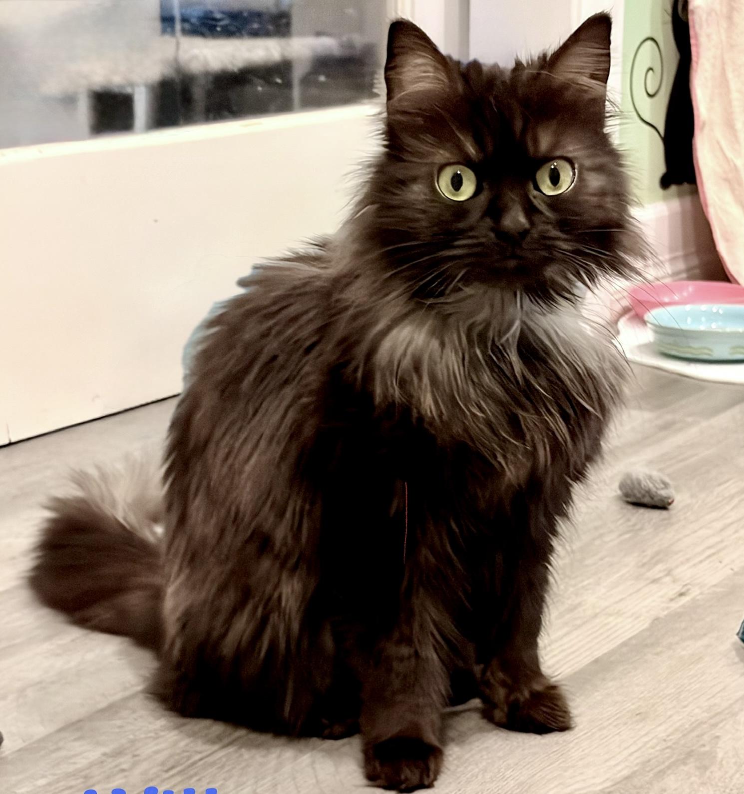 Willow, adopted, Young Female Domestic Long Hair & Maine Coon.