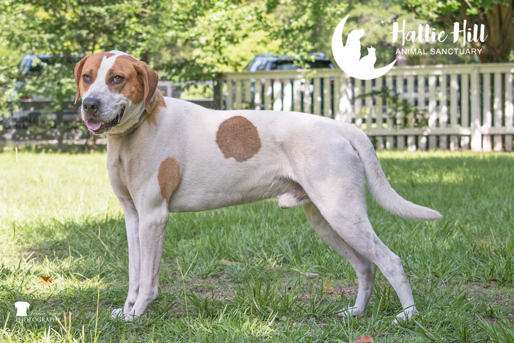 Drake, Adoptable, Adult Male Hound.