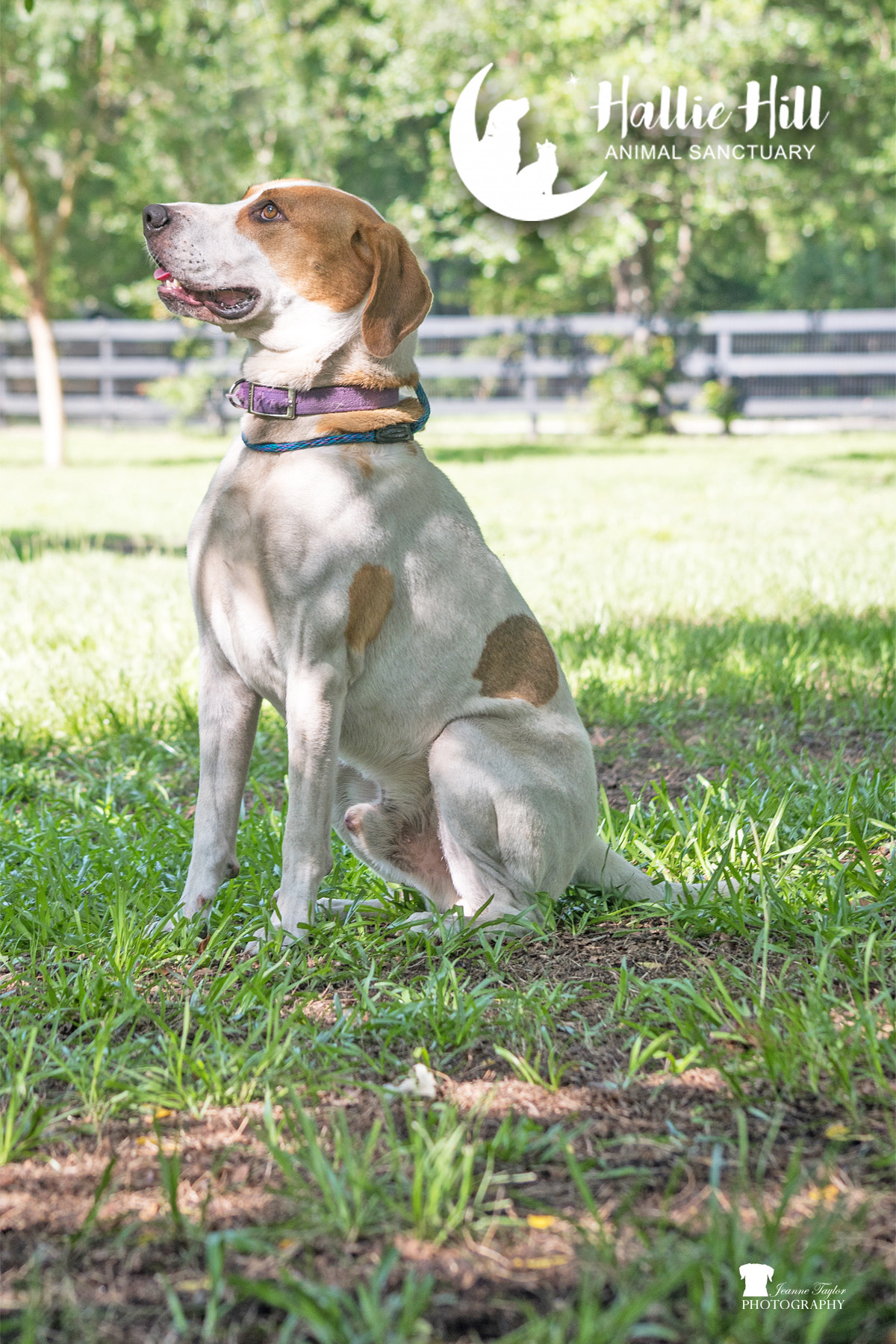 Drake, a Adoptable mixed breed in Hollywood, SC image 3/3