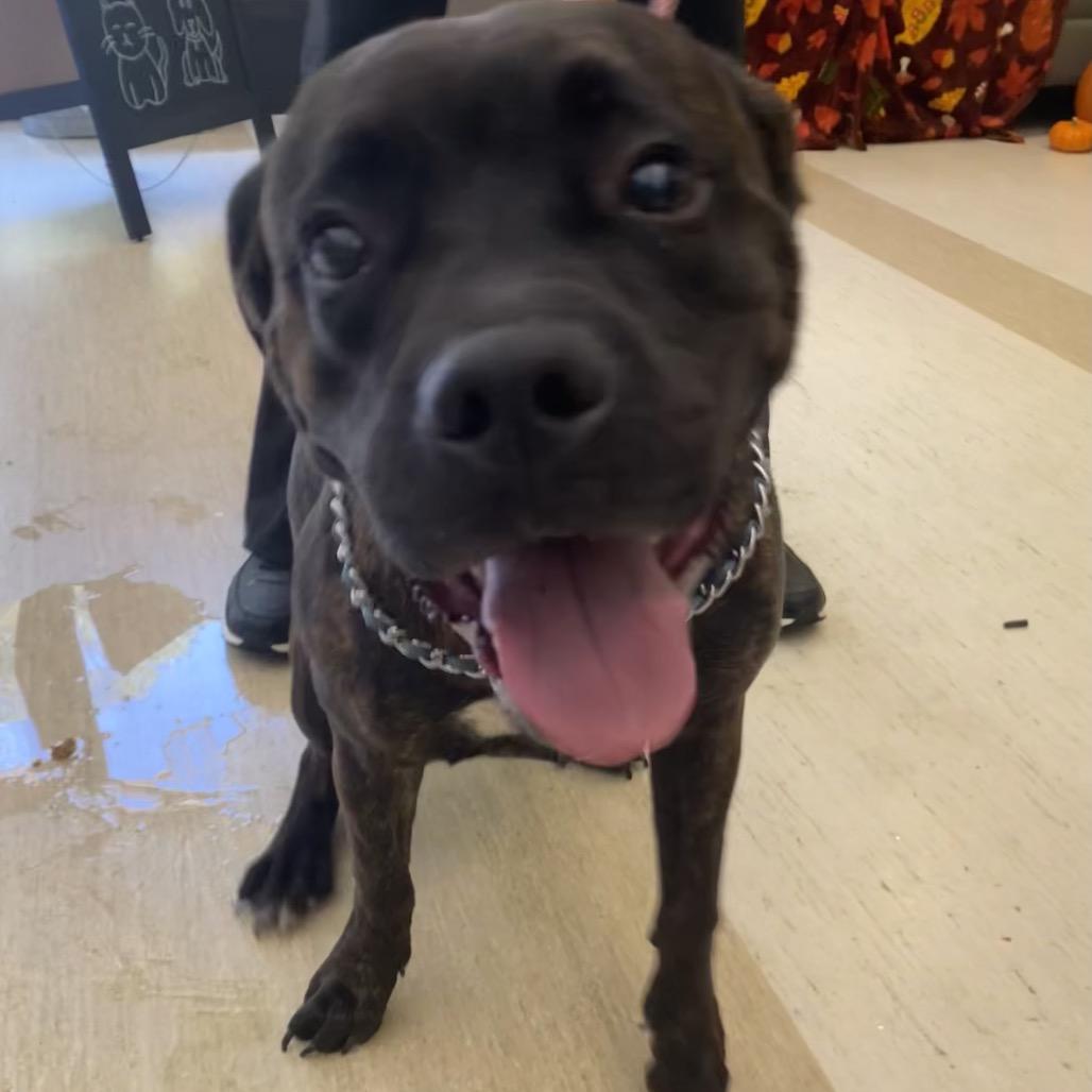 Hercules, Adoptable, Young Male Mixed Breed.