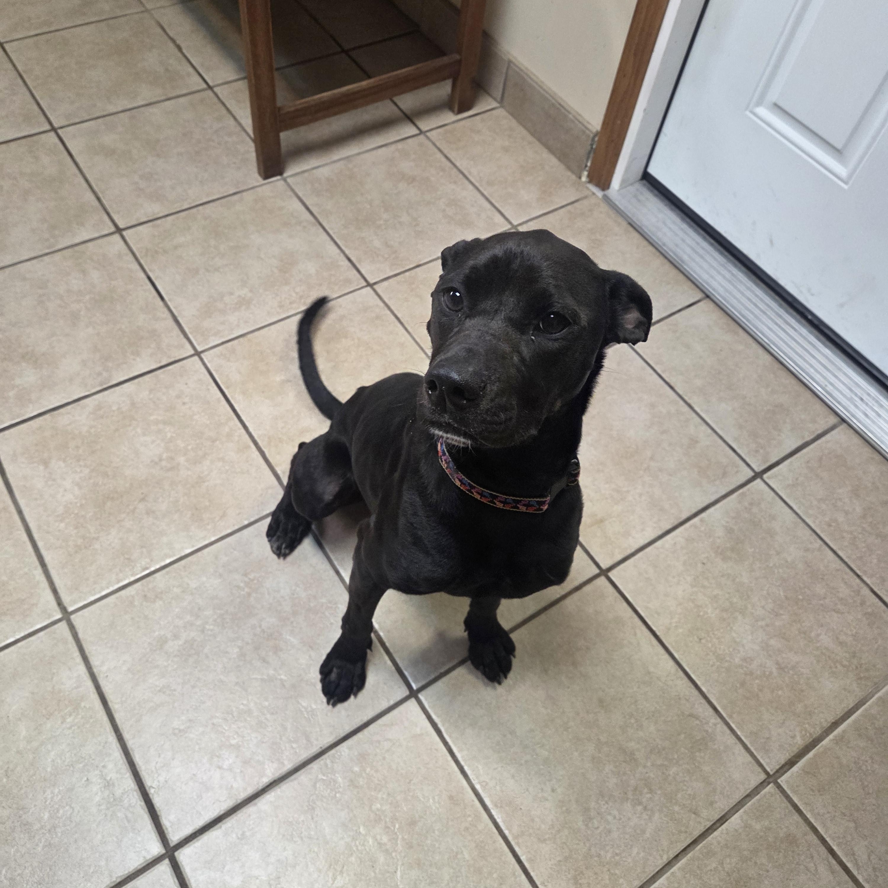 Twila, ADOPTABLE, Adult Female Pit Bull Terrier.