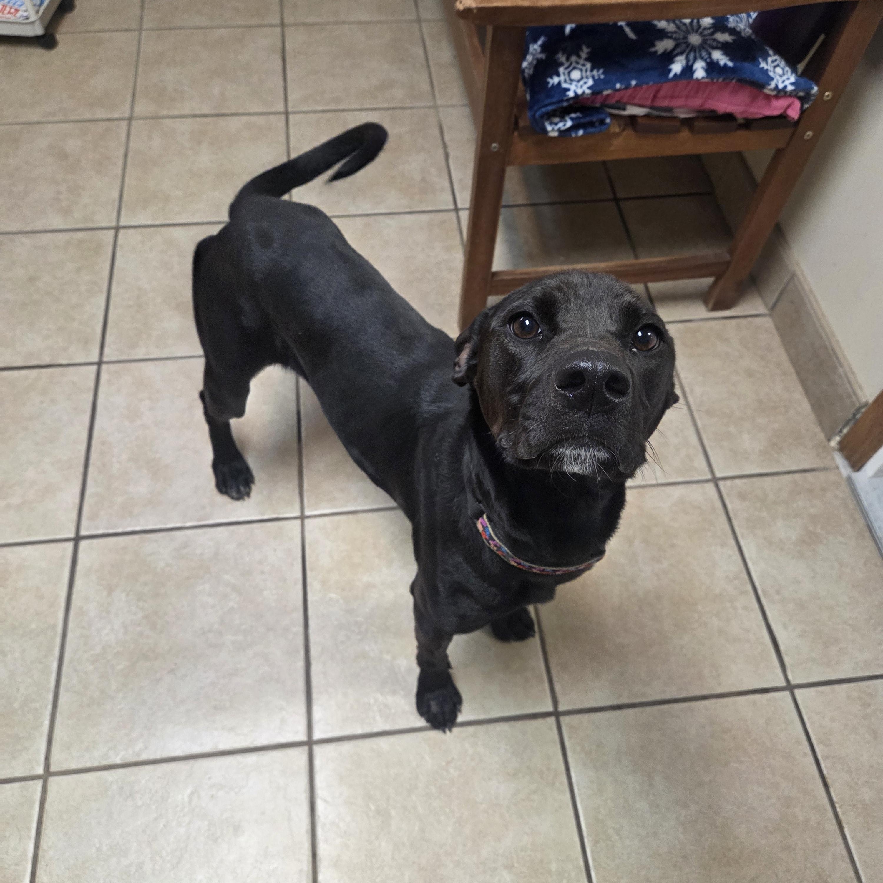 Twila, a ADOPTABLE mixed breed in West Branch, MI image 2/2