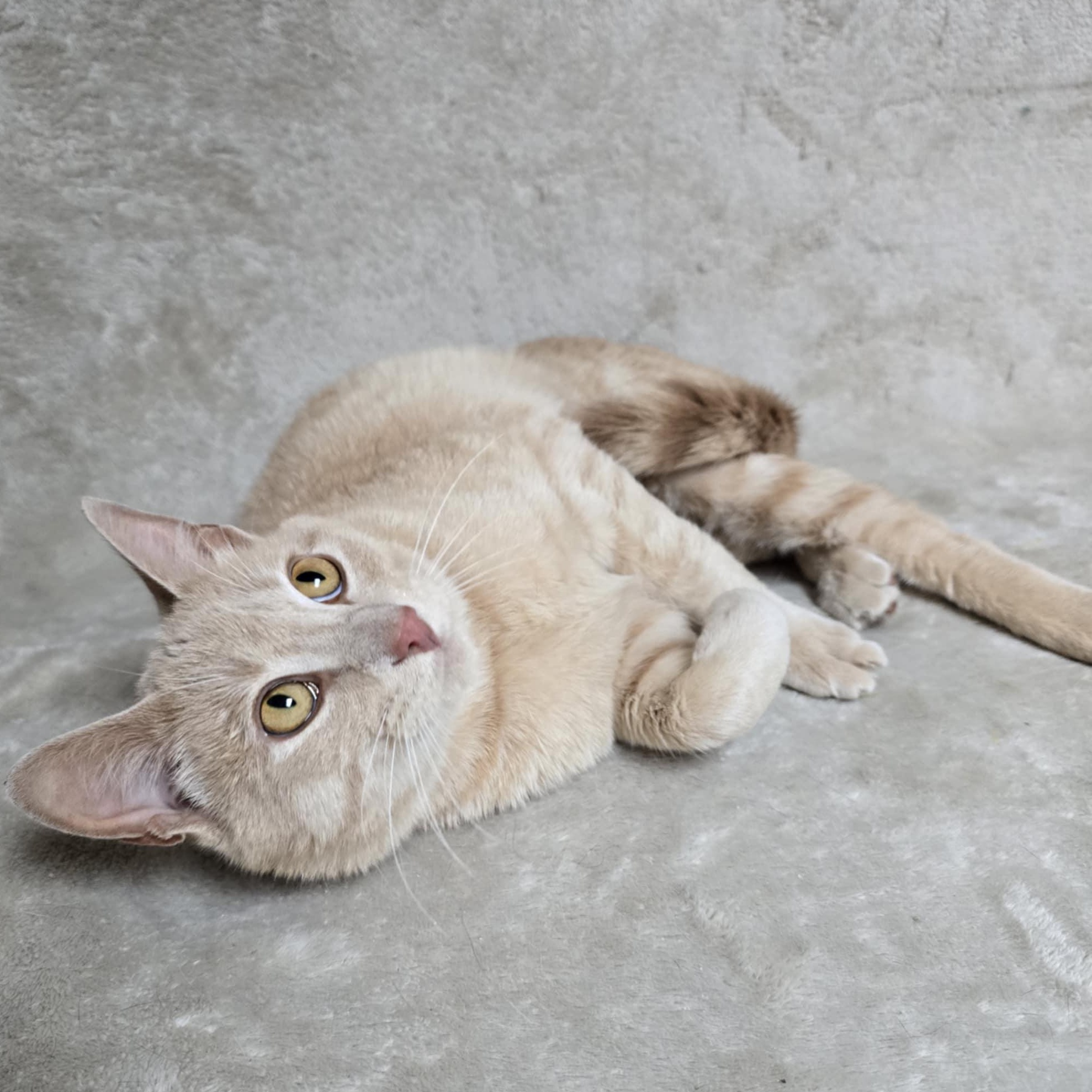 Linus photo 3