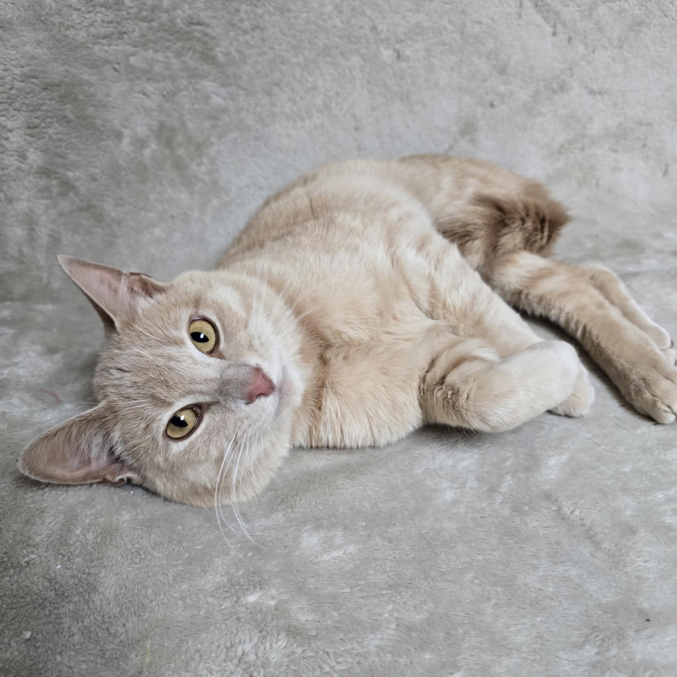 Linus, Adult Male Domestic Short Hair