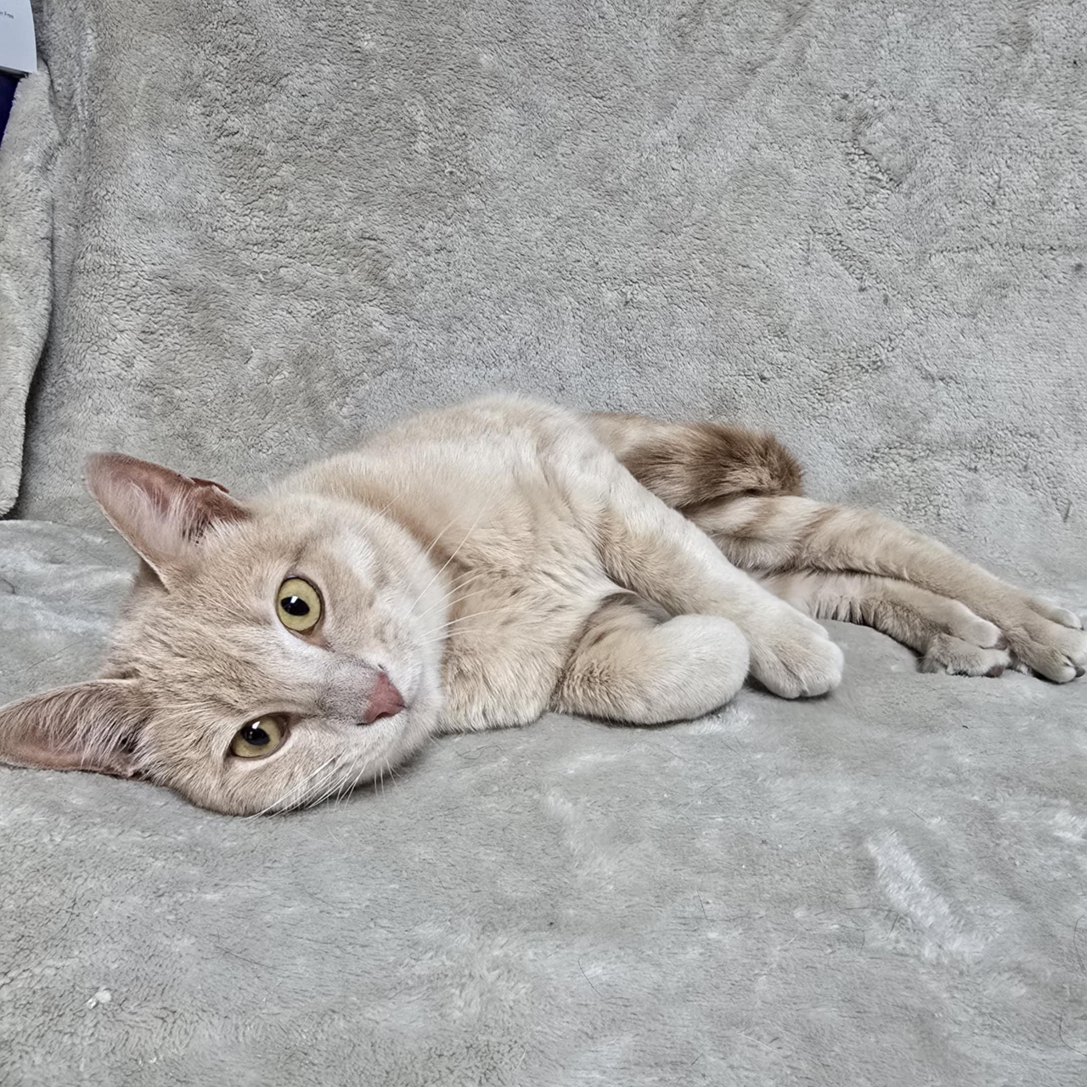 Linus photo 2