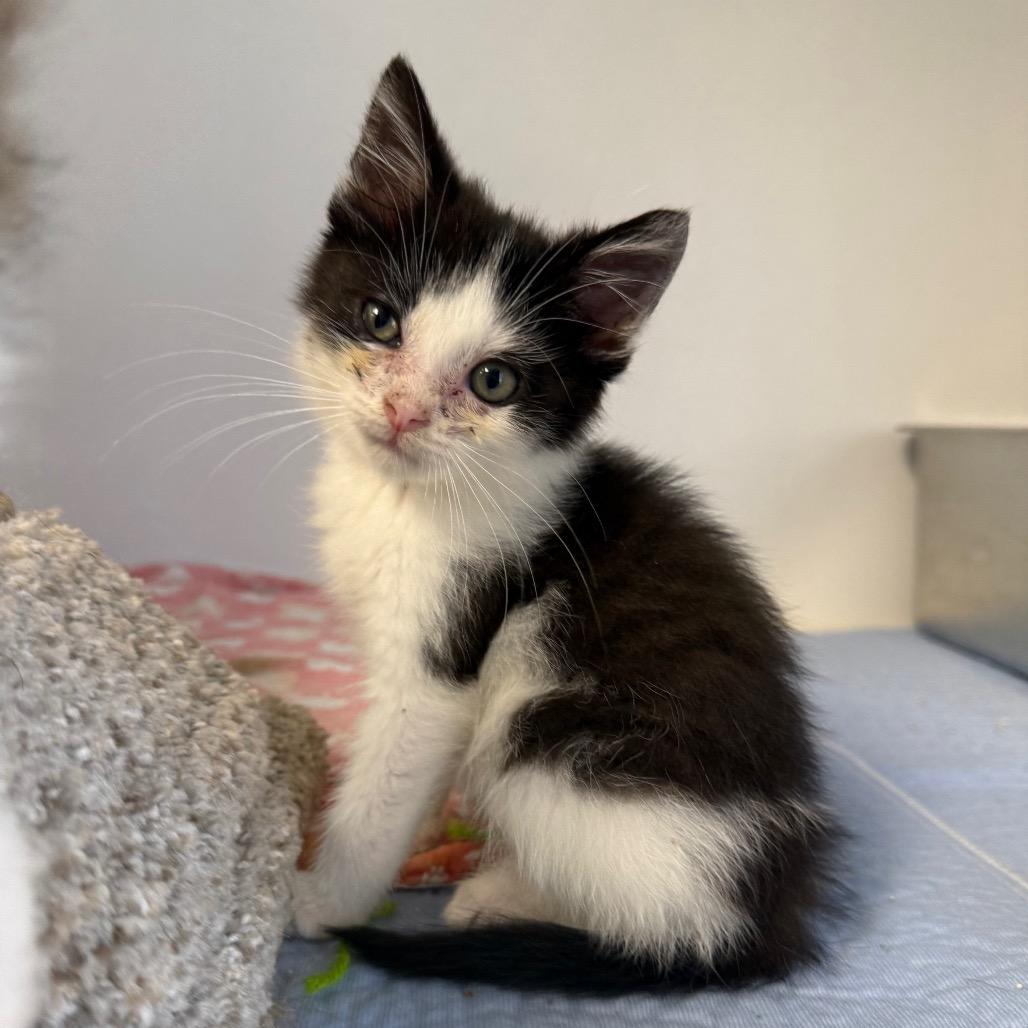 Enlarge Draven, a Adoptable Domestic Short Hair in Archbold , OH image 1/1