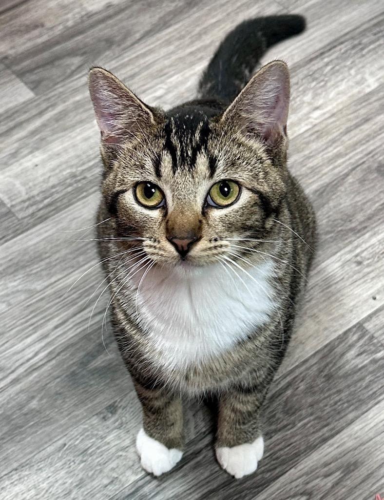 Dickory, Adoptable, Young Male Domestic Short Hair.