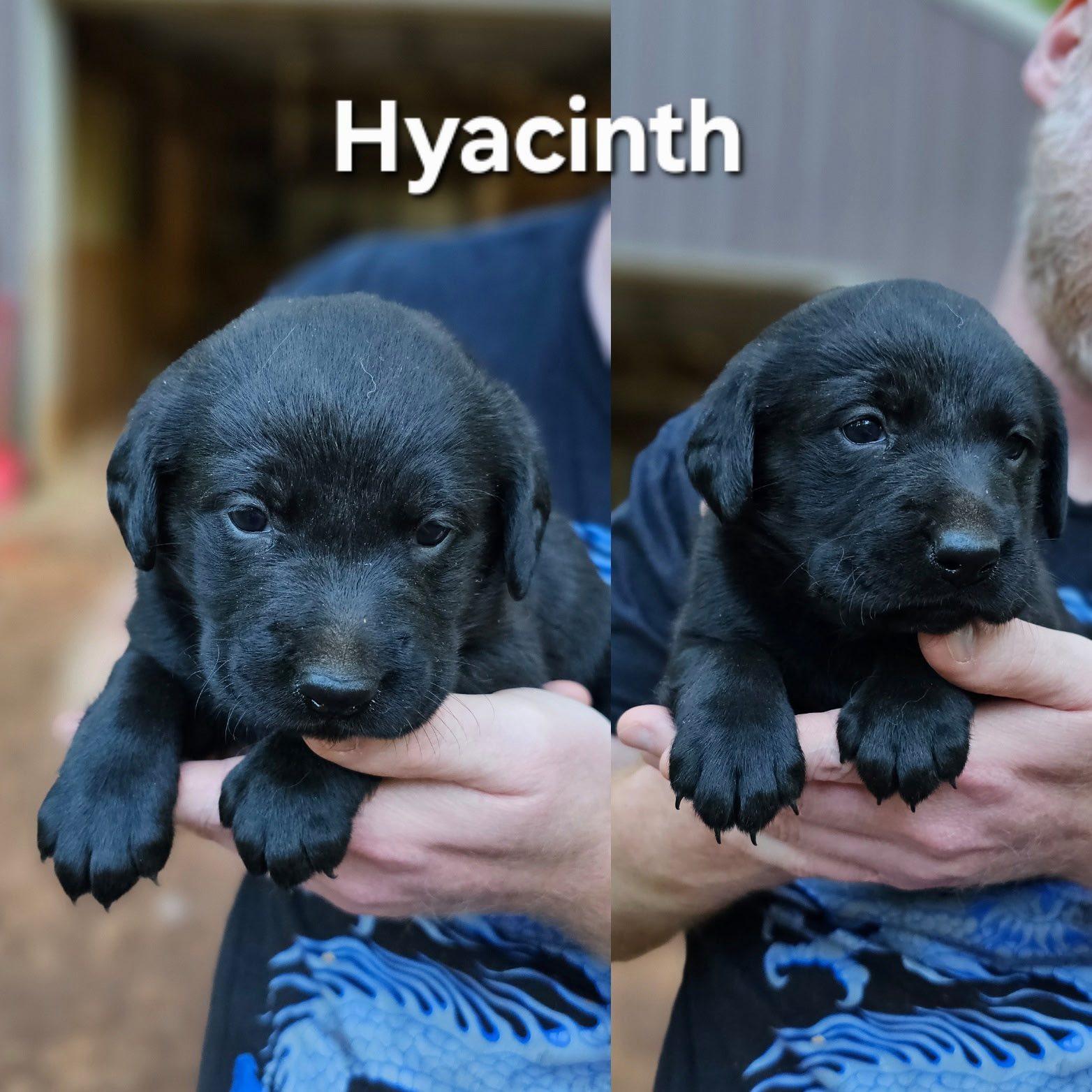 Hyacinth $ thumbnail 6