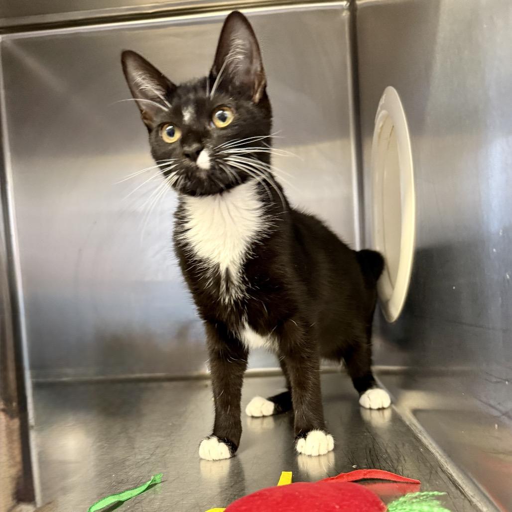 Gemma Cat, Adoptable, Young Female Domestic Short Hair.