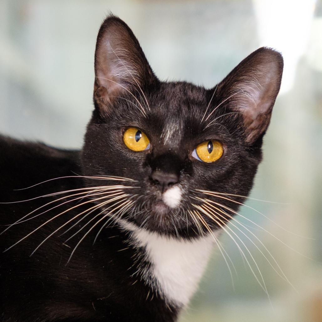 Enlarge Gemma Cat, a Adoptable Domestic Short Hair in Riverside, CA image 2/3