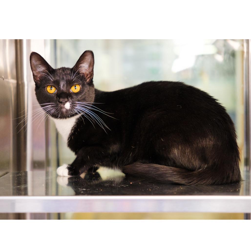 Enlarge Gemma Cat, a Adoptable Domestic Short Hair in Riverside, CA image 3/3