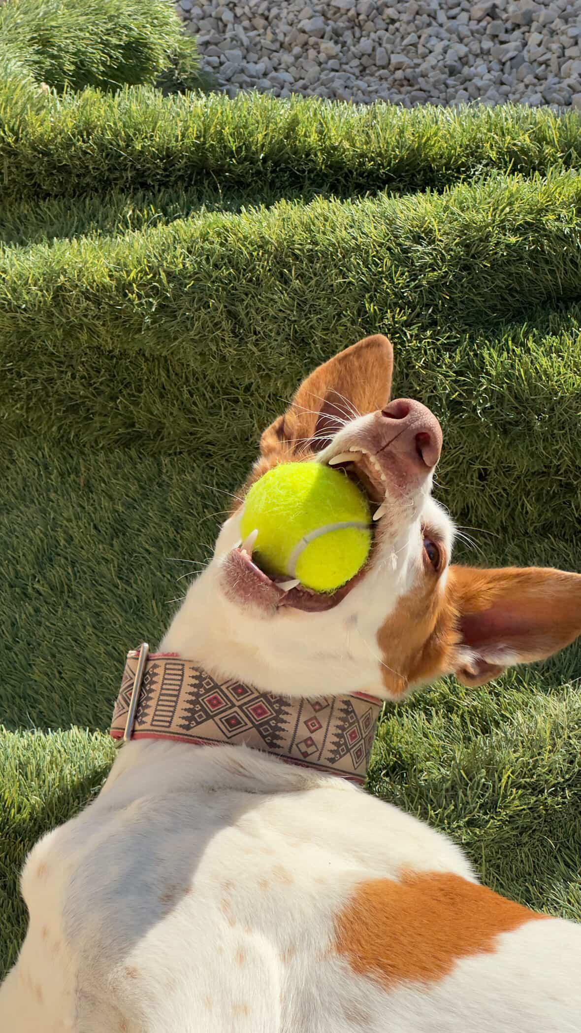 Enlarge Alfred, a ADOPTABLE Ibizan Hound in Winter Park, FL image 2/4