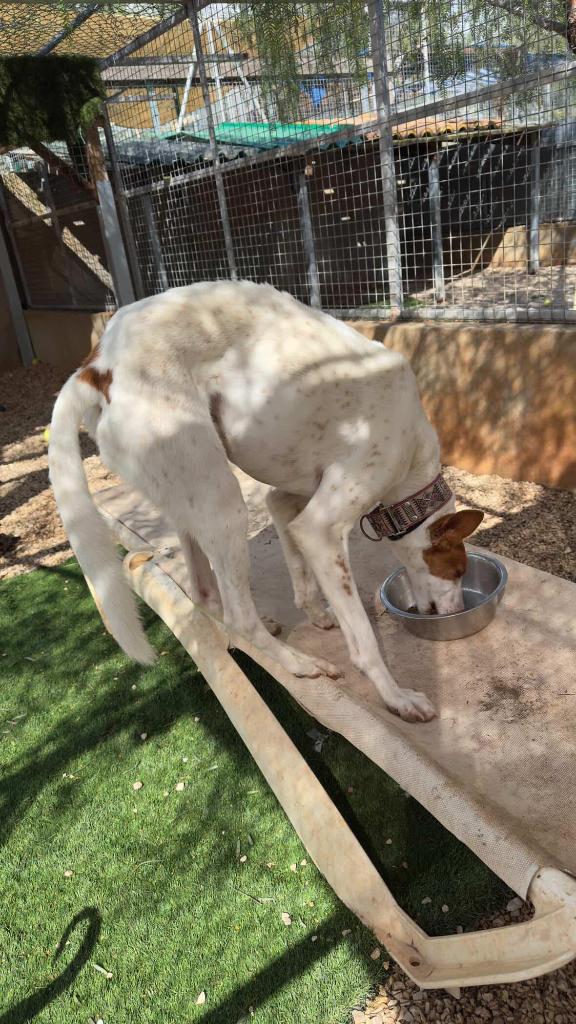 Enlarge Alfred, a ADOPTABLE Ibizan Hound in Winter Park, FL image 4/4