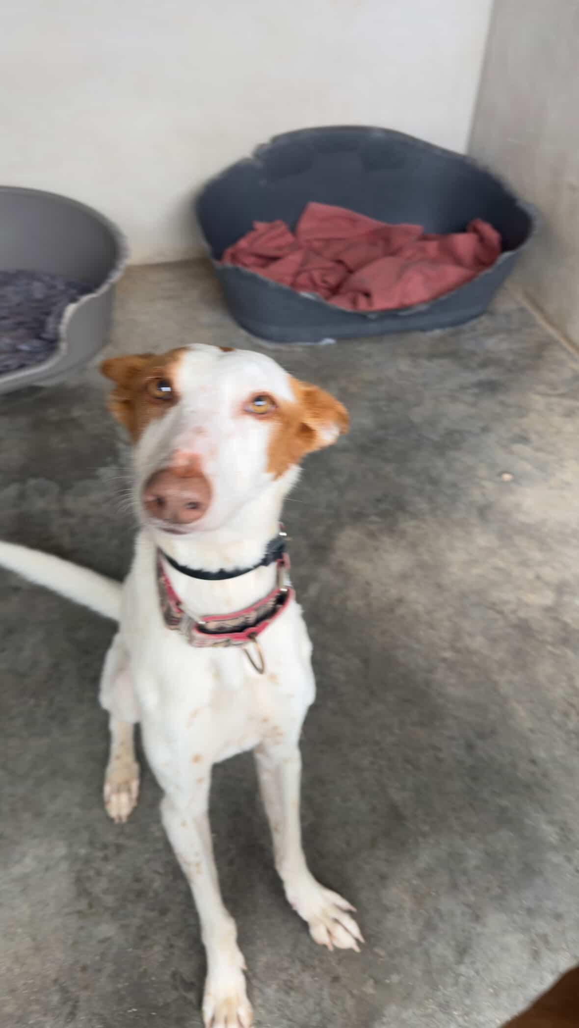 Alfred, ADOPTABLE, Adult Male Ibizan Hound.