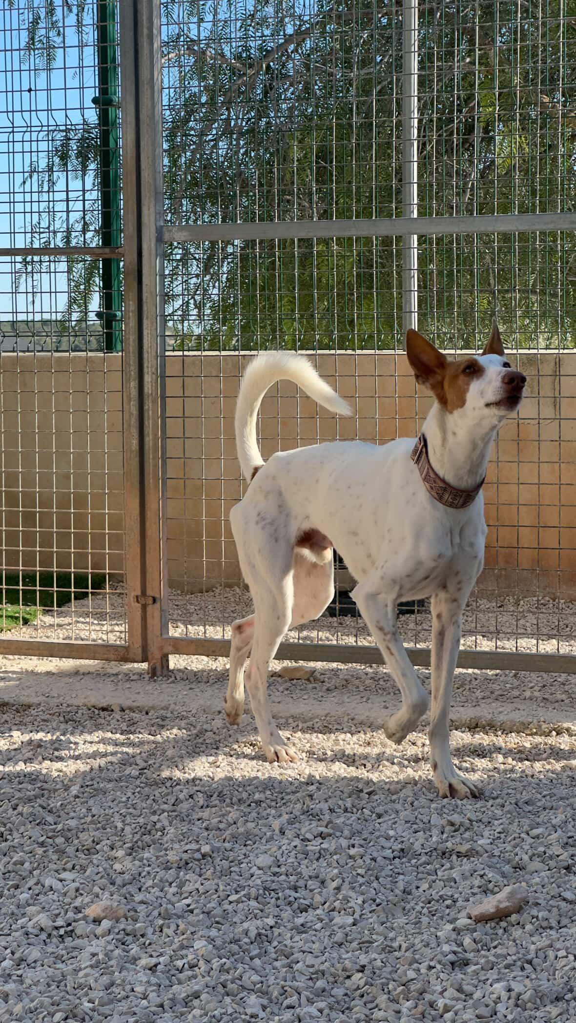 Enlarge Alfred, a ADOPTABLE Ibizan Hound in Winter Park, FL image 3/4