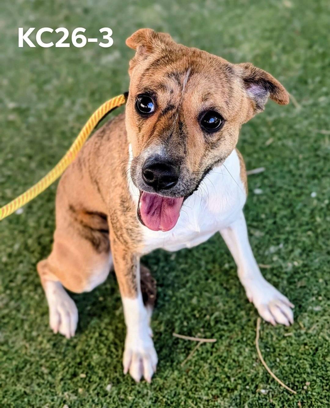 KC26-3, adopted, Adult Female Pit Bull Terrier.