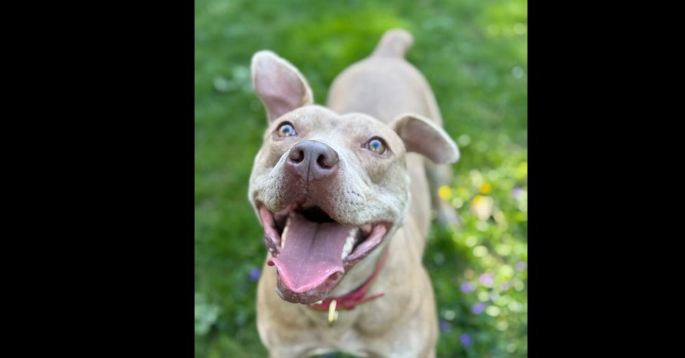 Good Boy, Adoptable, Young Male Pit Bull Terrier.