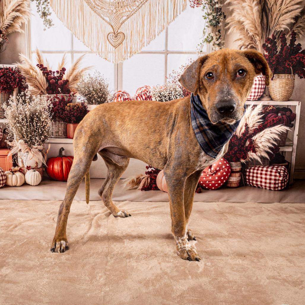 Pharaoh, Adoptable, Young Male Shepherd.