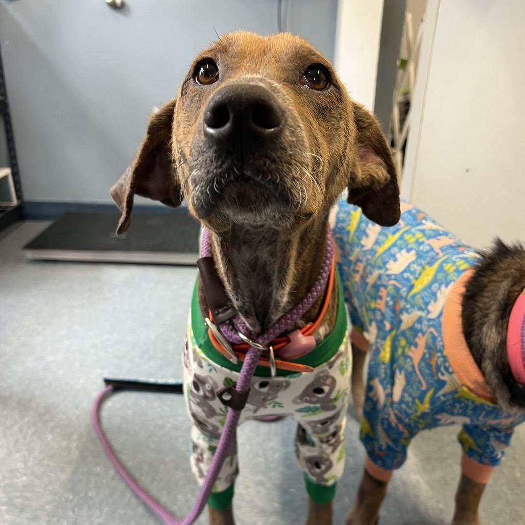 Pharaoh, a Adoptable mixed breed in Middleton, WI image 2/5