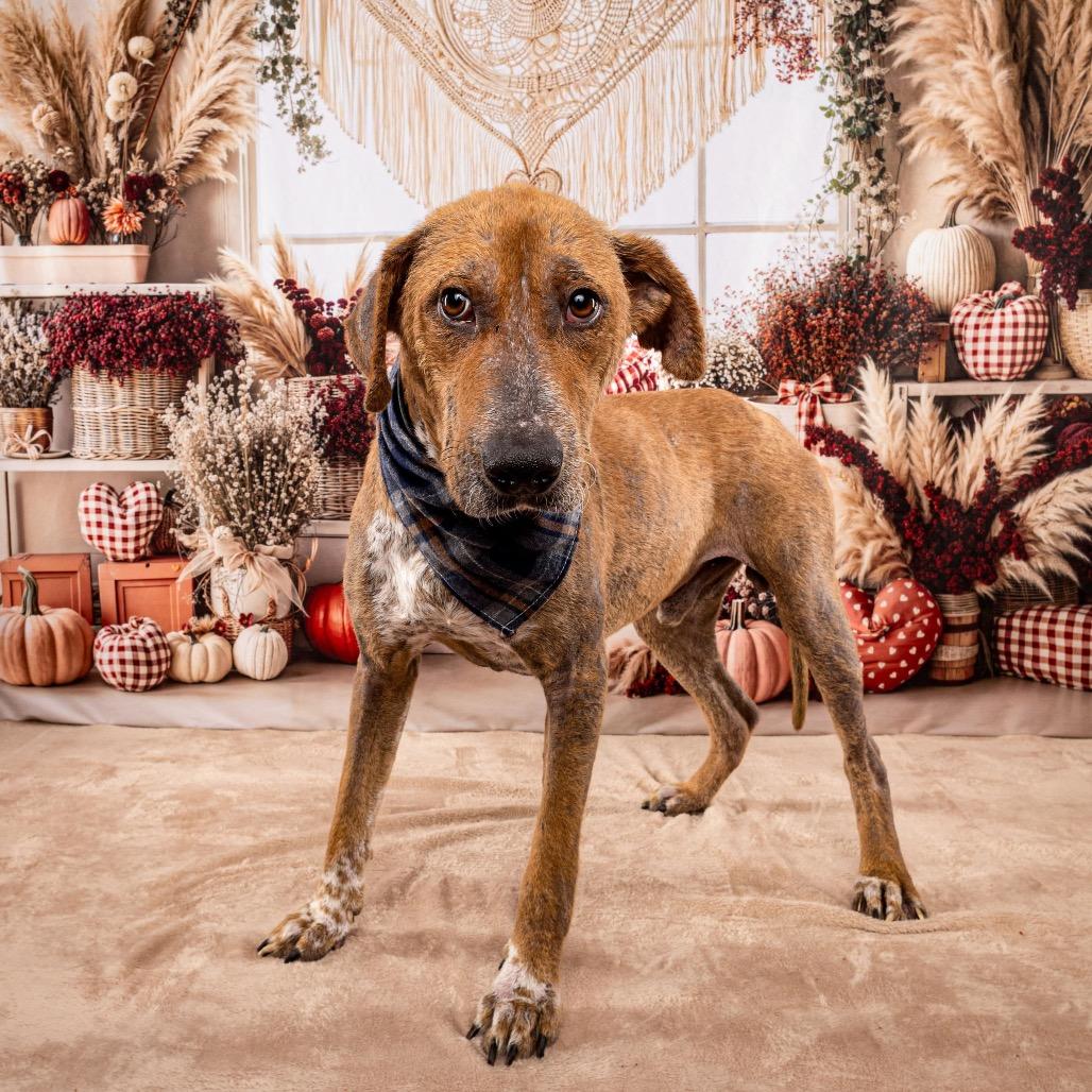 Pharaoh, a Adoptable mixed breed in Middleton, WI image 3/5