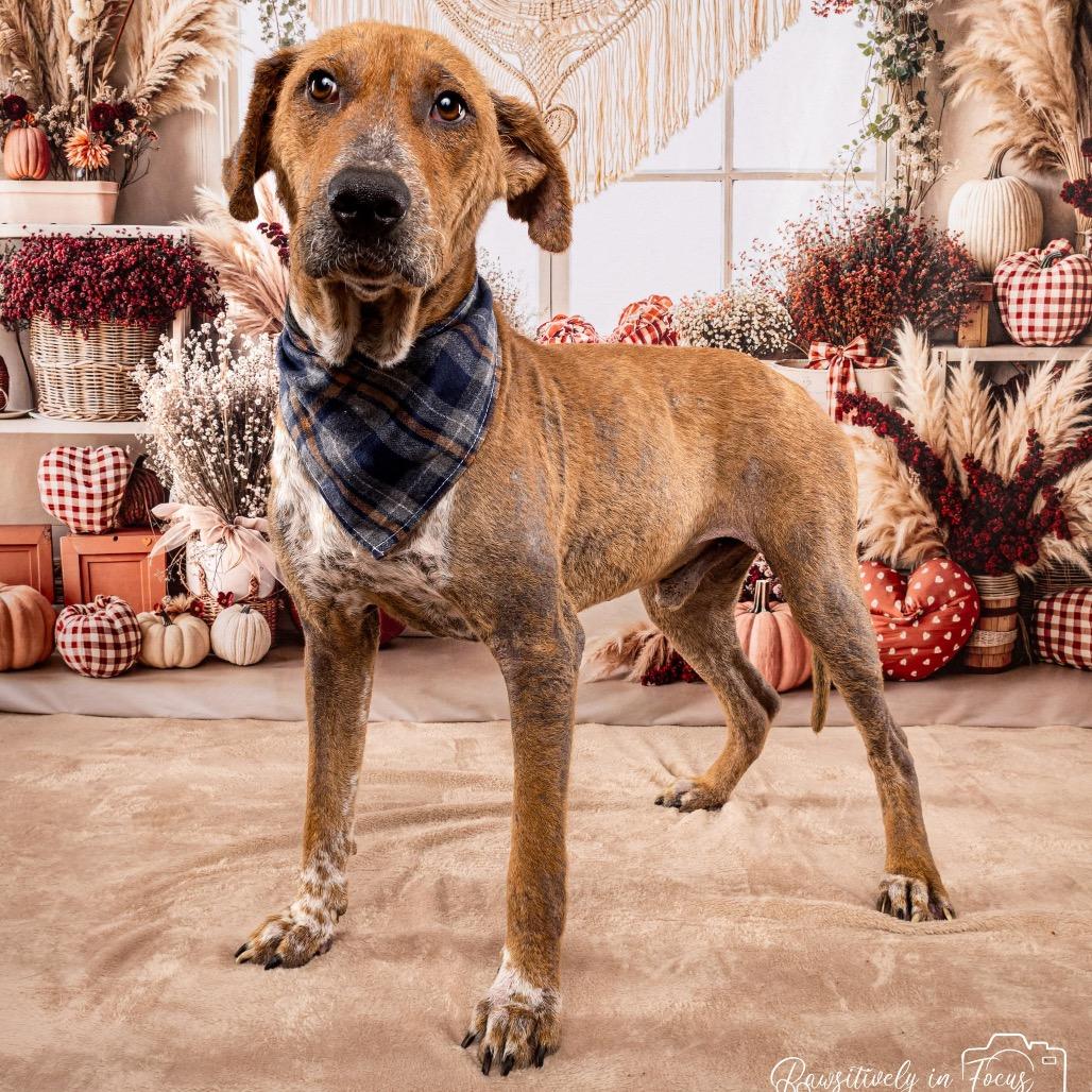 Pharaoh, a Adoptable mixed breed in Middleton, WI image 4/5