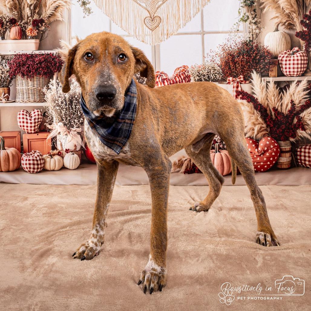 Pharaoh, a Adoptable mixed breed in Middleton, WI image 5/5