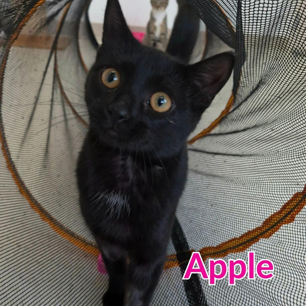 Enlarge Apple, a Adopted mixed breed in North Saint Paul, MN image 1/5
