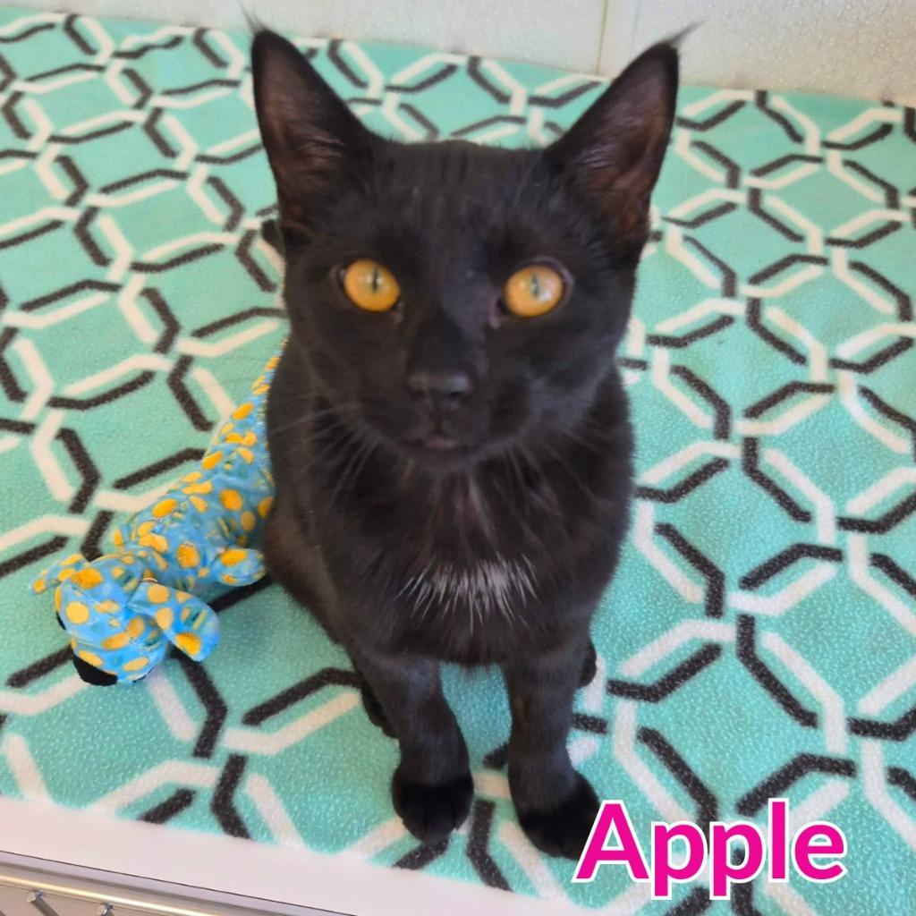 Enlarge Apple, a Adopted mixed breed in North Saint Paul, MN image 2/5
