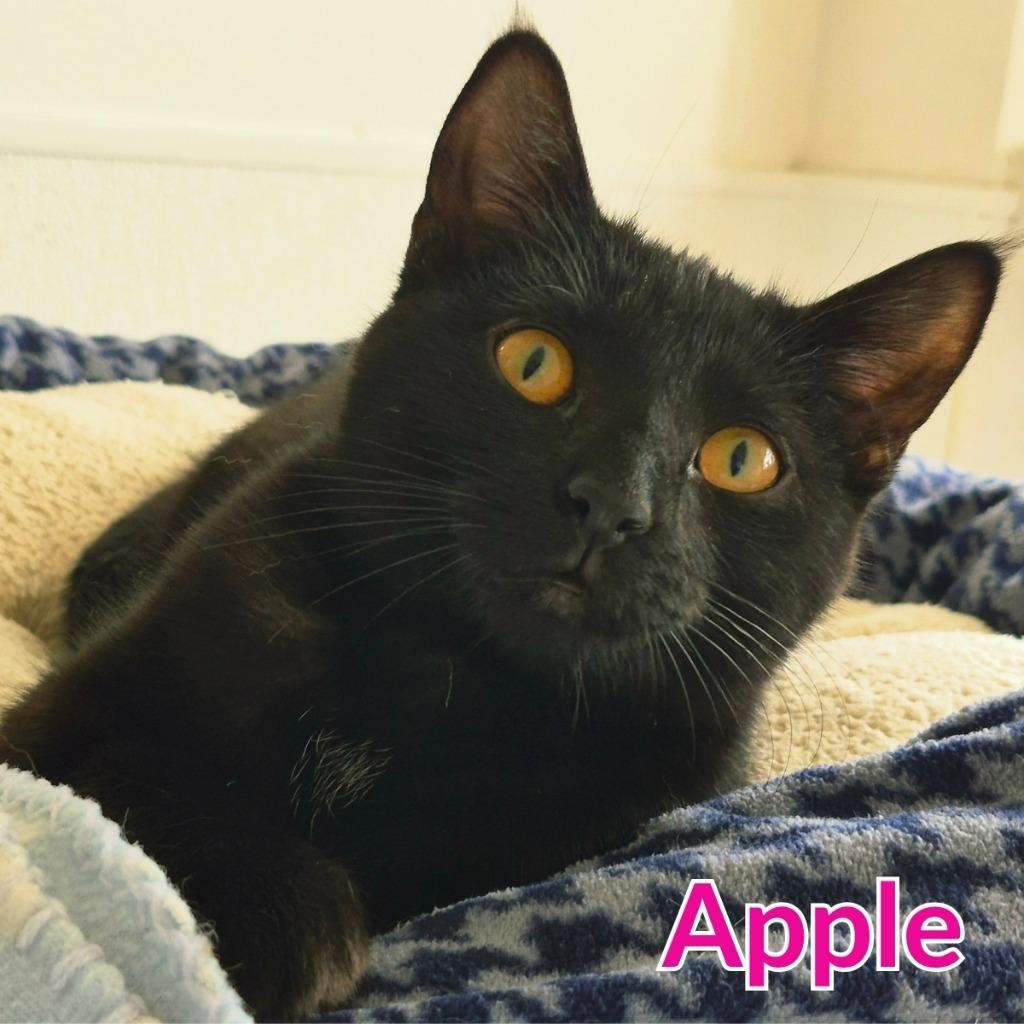 Enlarge Apple, a Adopted mixed breed in North Saint Paul, MN image 3/5