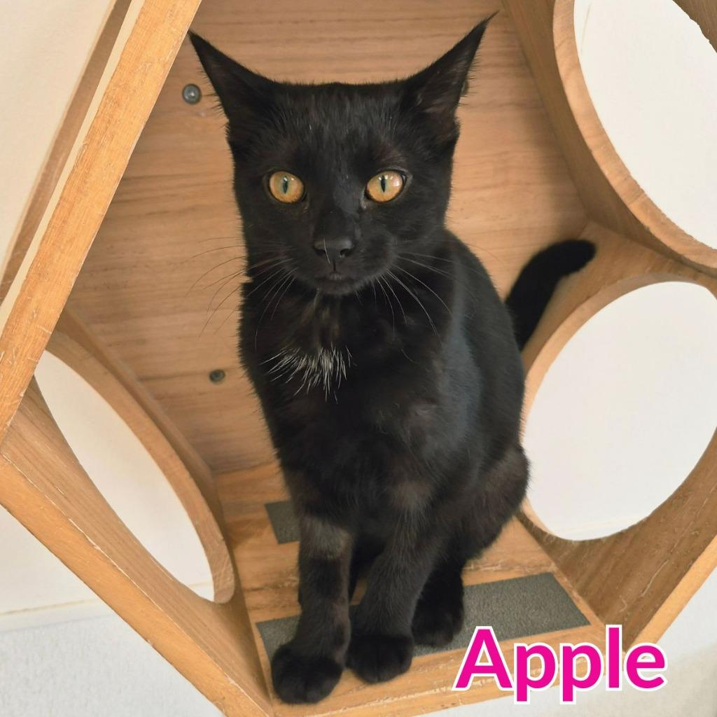 Enlarge Apple, a Adopted mixed breed in North Saint Paul, MN image 4/5