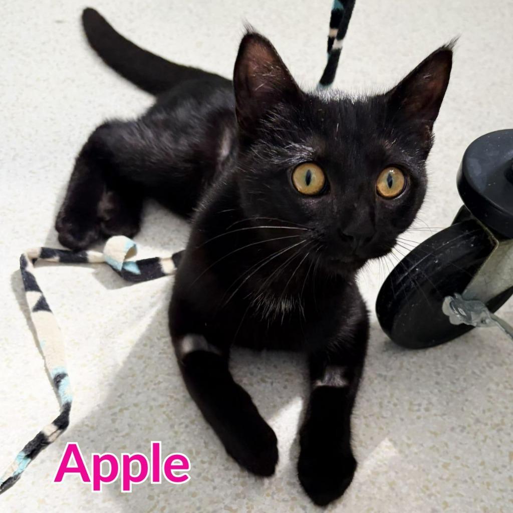 Enlarge Apple, a Adopted mixed breed in North Saint Paul, MN image 5/5