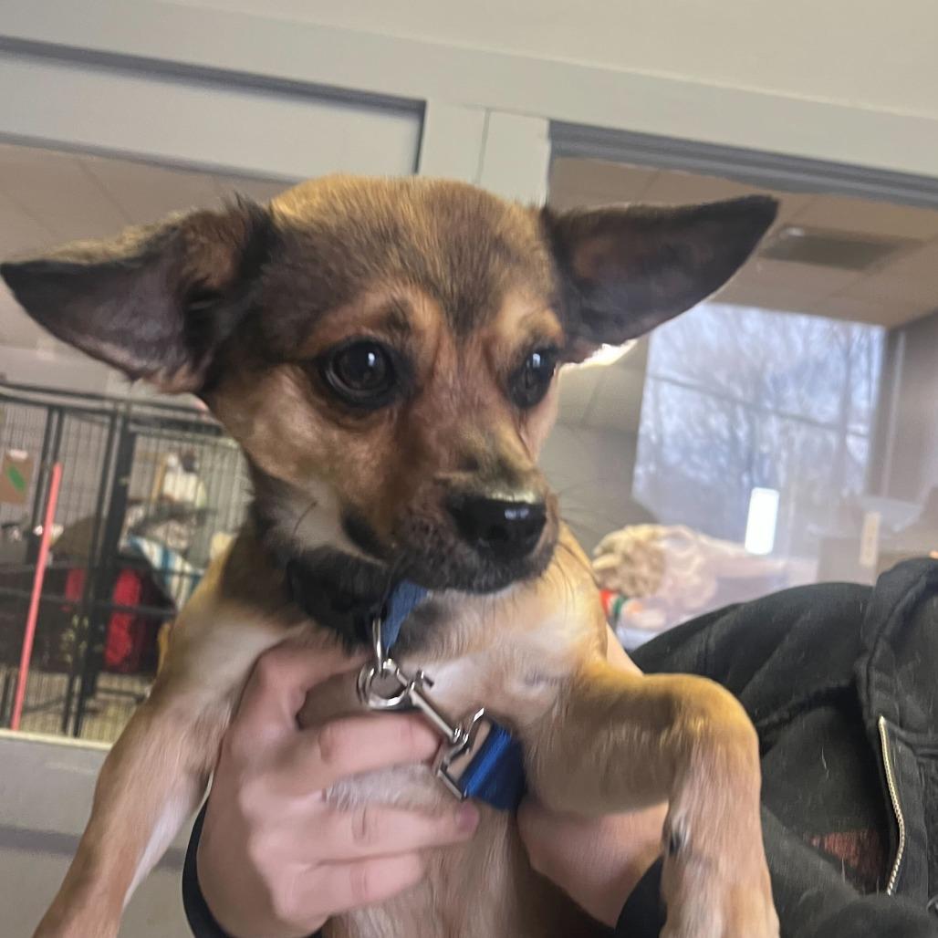 Enlarge Gizmo, a Adoptable mixed breed in Oak Hill, WV image 1/1