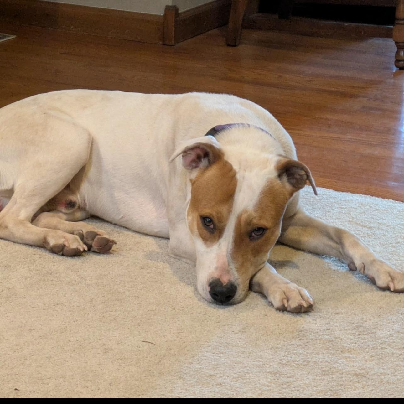 2126 Max9, a ADOPTABLE mixed breed in Springfield, MO image 4/4