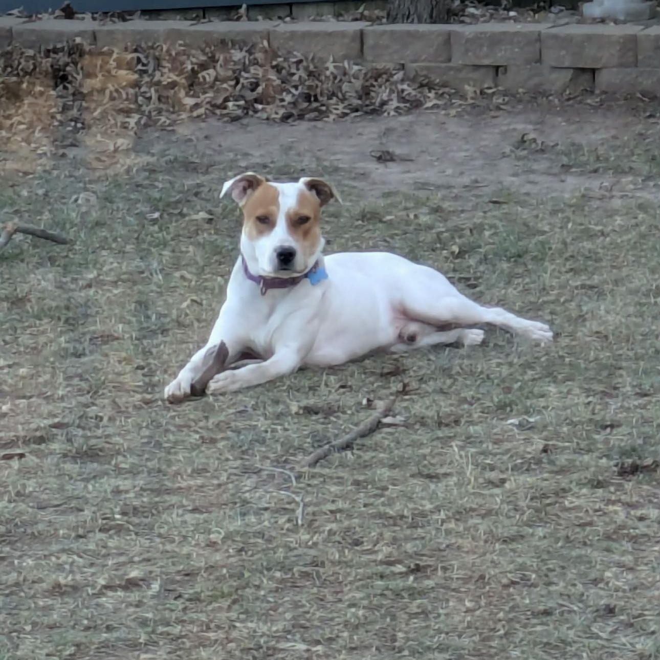2126 Max9, a ADOPTABLE mixed breed in Springfield, MO image 3/4