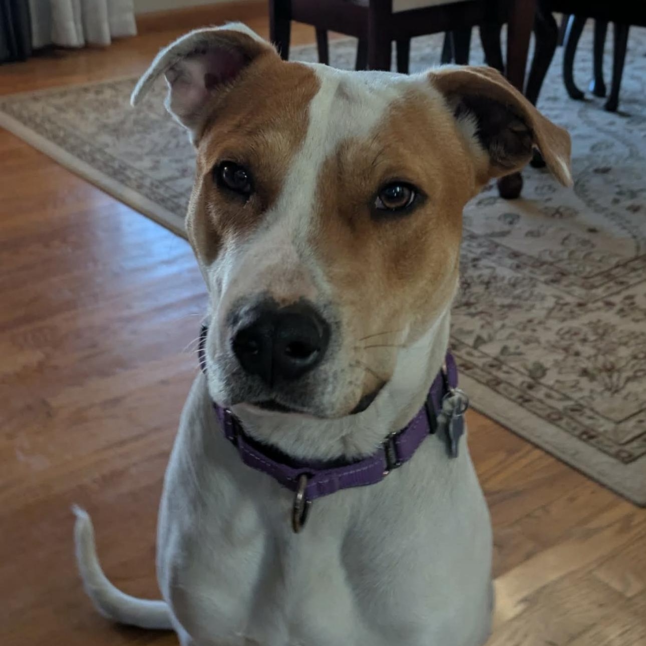 2126 Max9, ADOPTABLE, Adult Male Labrador Retriever & Terrier.