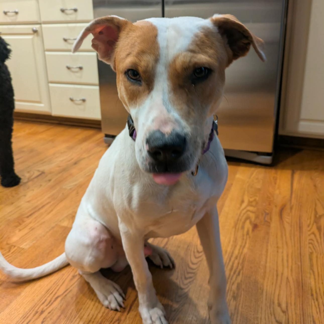 2126 Max9, a ADOPTABLE mixed breed in Springfield, MO image 2/4
