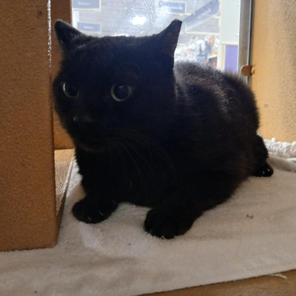 Onyx, Adoptable, Adult Female Domestic Short Hair.