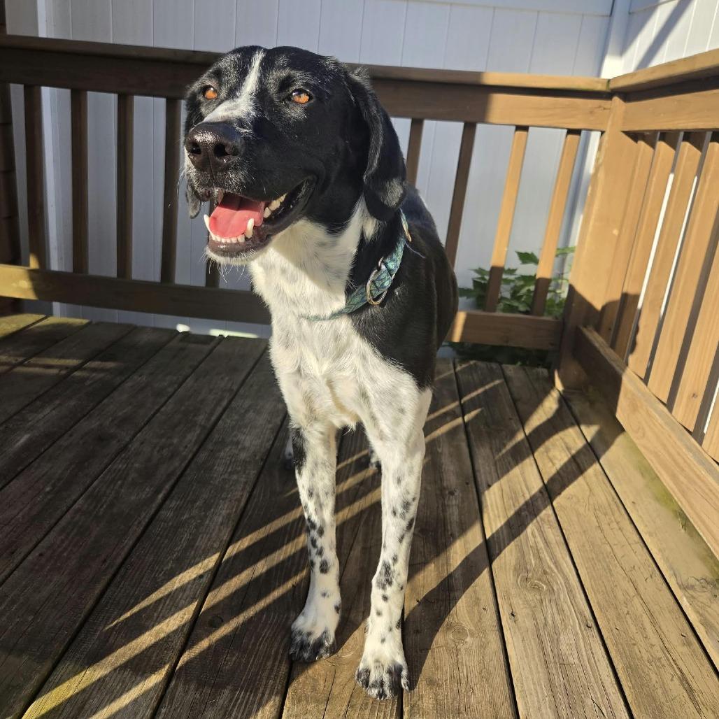 Enlarge Brewer, a Adoptable mixed breed in Alma, WI image 3/5