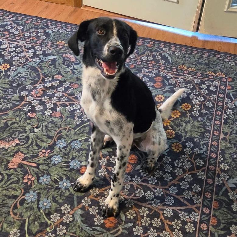 Brewer, Adoptable, Young Male Mixed Breed.