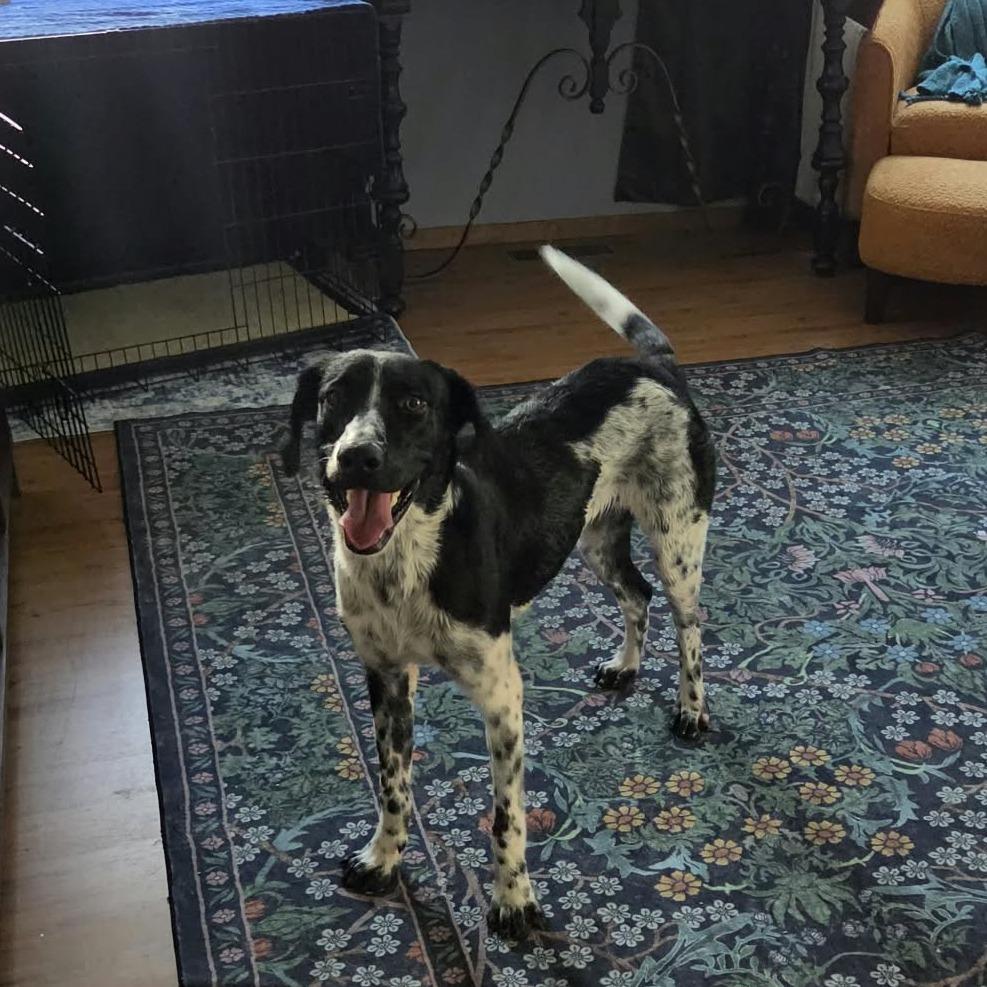 Enlarge Brewer, a Adoptable mixed breed in Alma, WI image 5/5