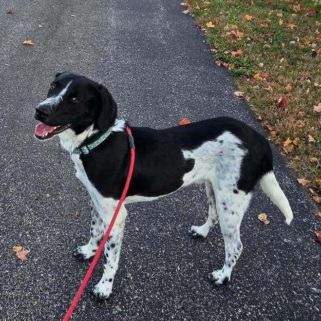 Enlarge Brewer, a Adoptable mixed breed in Alma, WI image 4/5