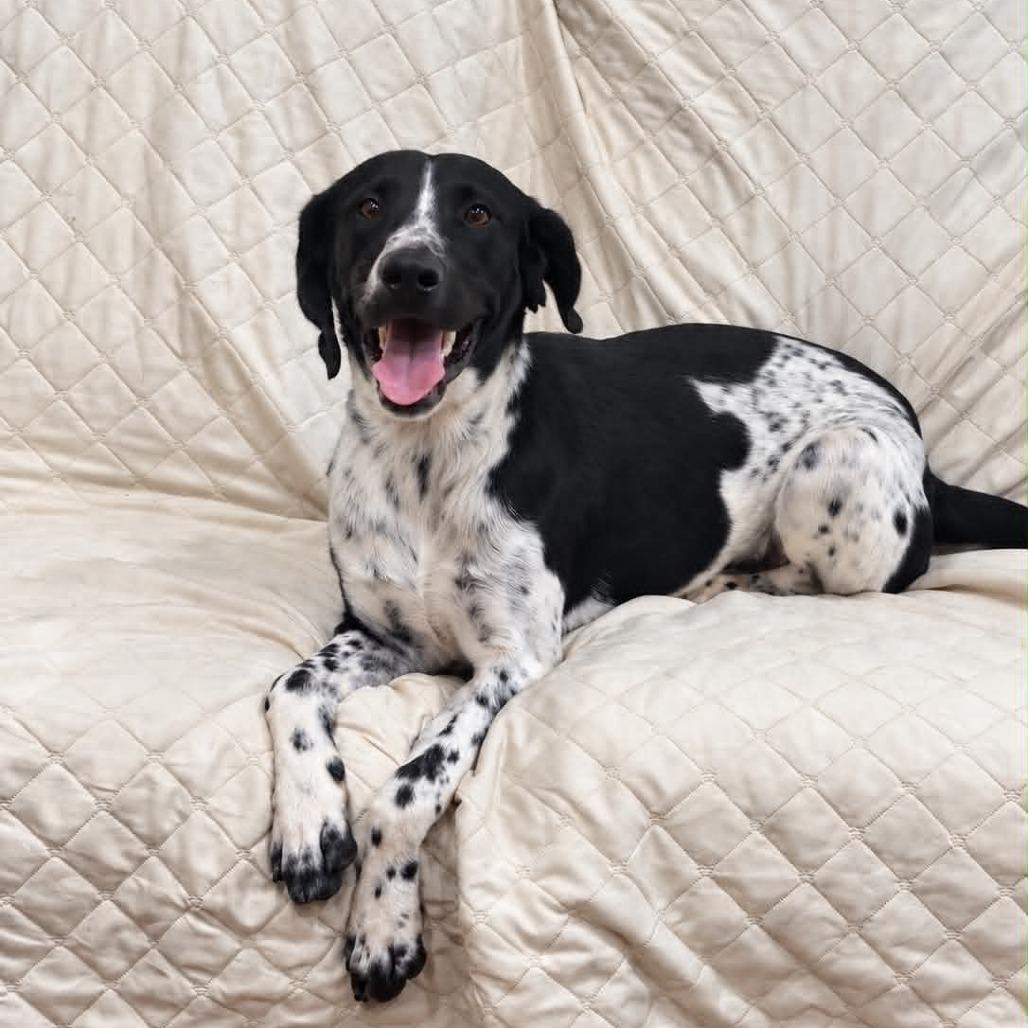 Enlarge Brewer, a Adoptable mixed breed in Alma, WI image 2/5