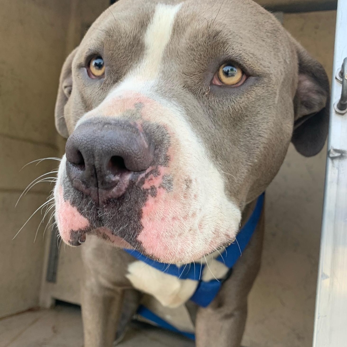 Porkchop #0604 (909), Adult Male Pit Bull Terrier