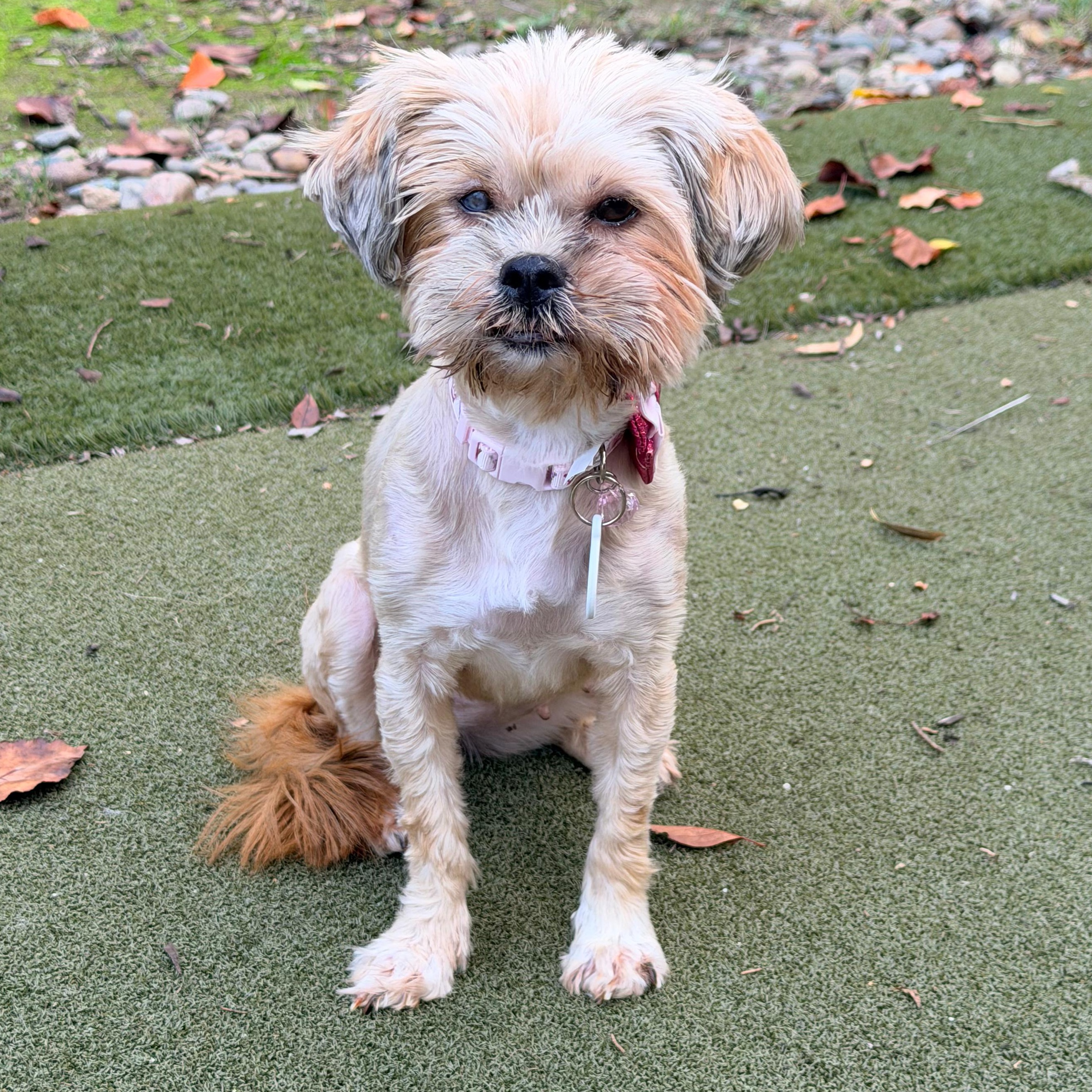 Cindy Lou, Adoptable, Adult Female Shih Tzu.
