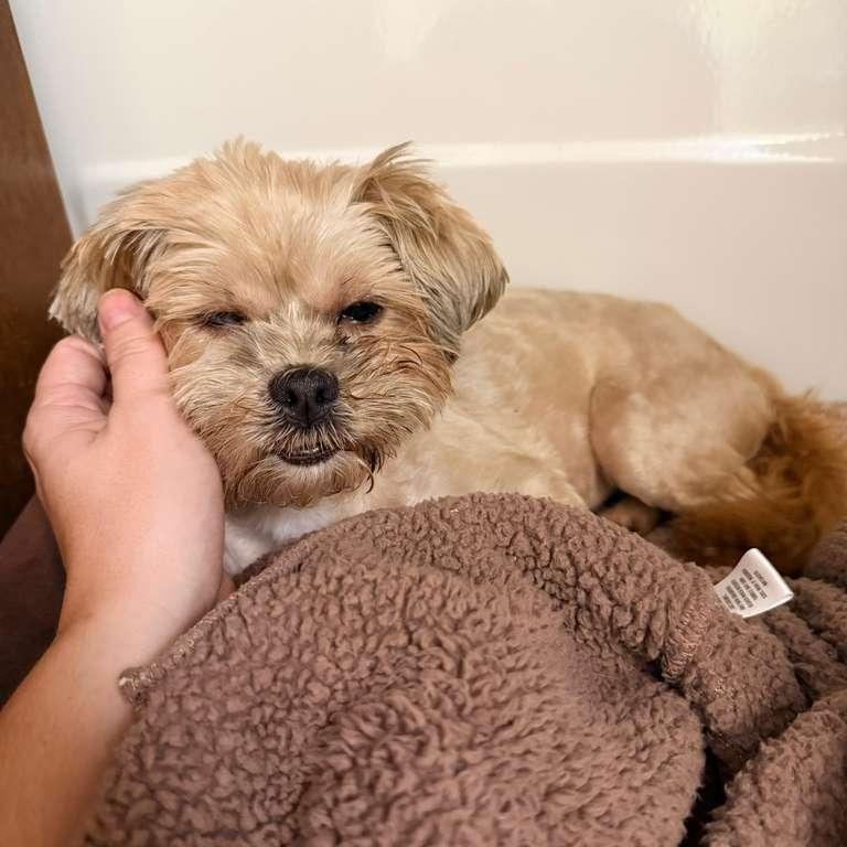 Cindy Lou, a Adoptable mixed breed in San Diego, CA image 2/4