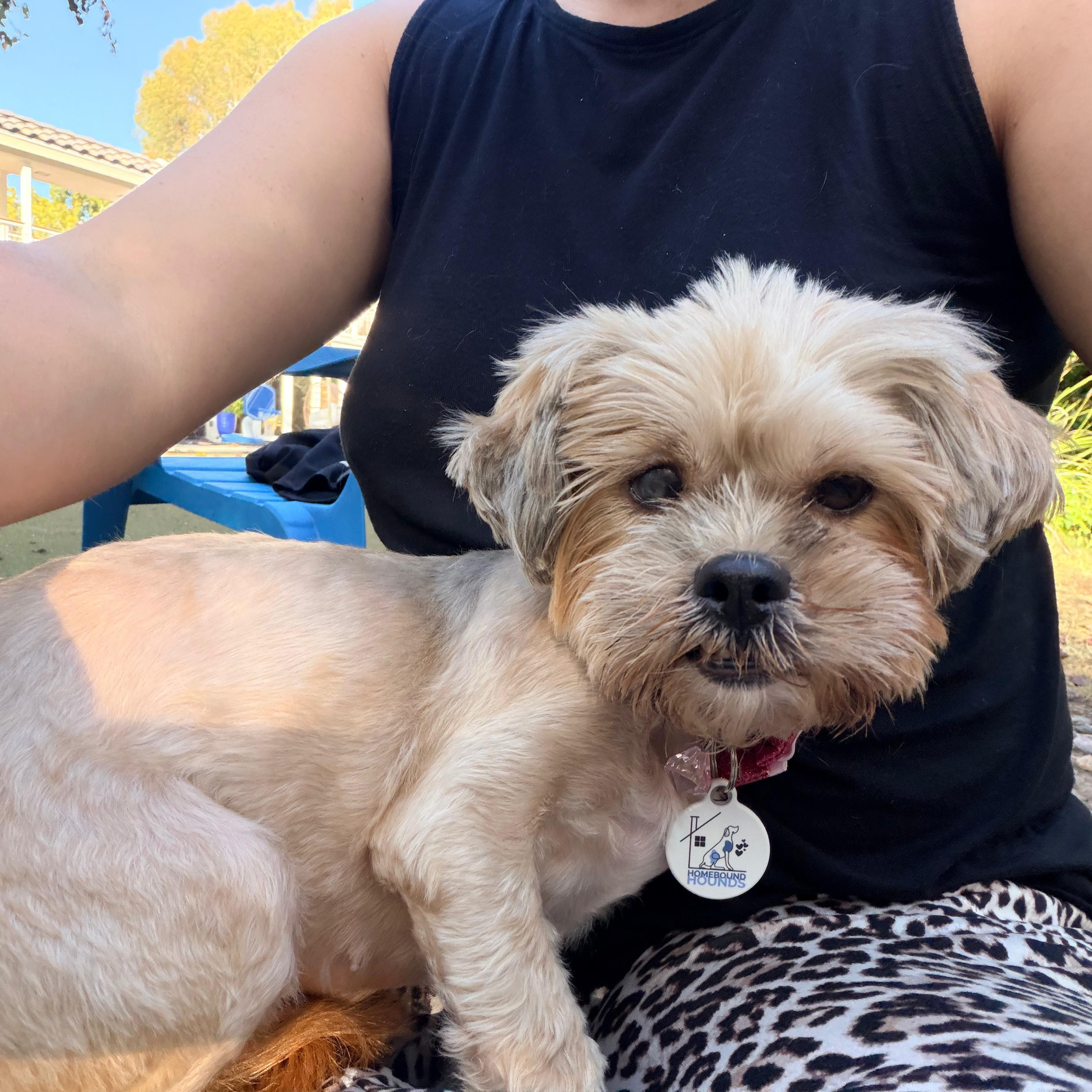 Cindy Lou, a Adoptable mixed breed in San Diego, CA image 3/4