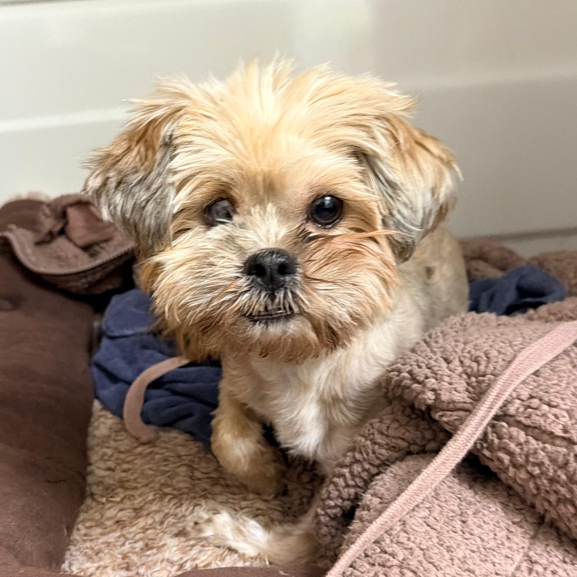 Cindy Lou, a Adoptable mixed breed in San Diego, CA image 4/4