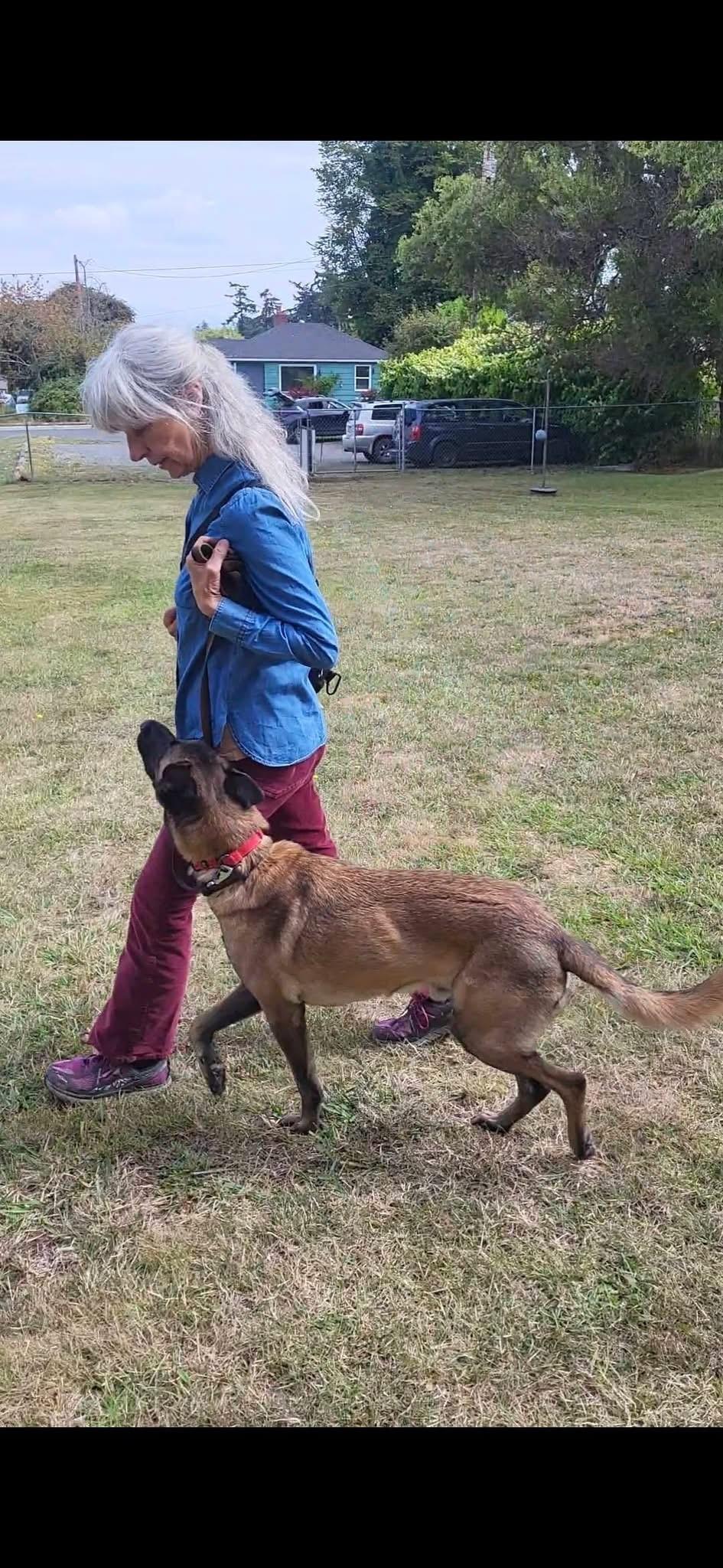 Enlarge Bodhi (Courtesy Post), a Adoptable Belgian Shepherd / Malinois in Friday Harbor, WA image 6/6