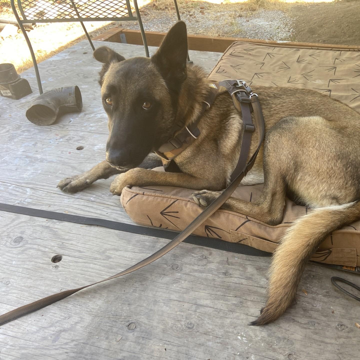 Enlarge Bodhi (Courtesy Post), a Adoptable Belgian Shepherd / Malinois in Friday Harbor, WA image 5/6