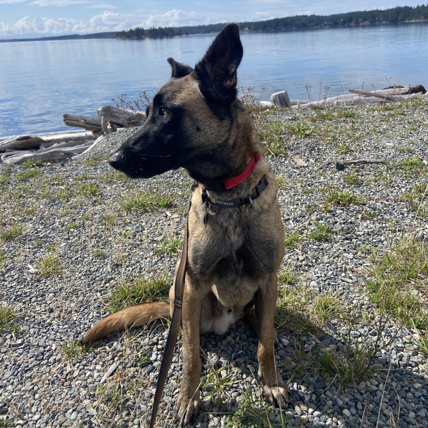 Bodhi (Courtesy Post), Adoptable, Adult Male Belgian Shepherd / Malinois.
